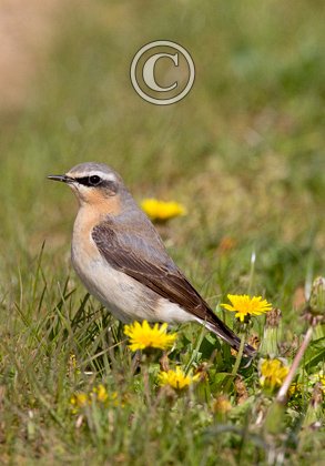 Wheatear